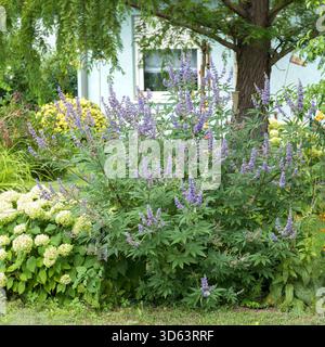 Mönchspfeffer, Vitex agnus-castus F. latifolia Banque D'Images