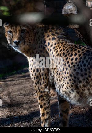 L'animal terrestre le plus rapide sur Terre, et une vue à couper le souffle à voir. Travaillons ensemble pour protéger la faune. Le guépard Banque D'Images