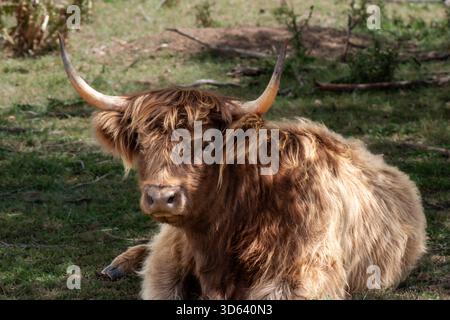 Une vache des Highlands haveuse repose paisiblement dans l'herbe, ses longues cornes et son pelage texturé chaud captant une douce lumière naturelle. La pose détendue et le su terreux Banque D'Images