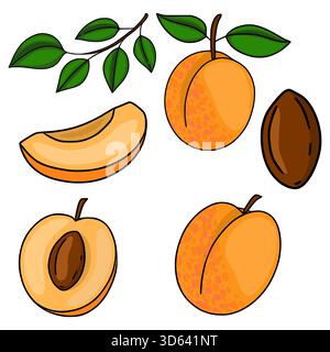 Illustrations vectorielles stylisées d'abricots mûrs et de feuilles vertes sur fond blanc, mettant en valeur des fruits entiers, des segments tranchés et une seule fosse. Illustration de Vecteur