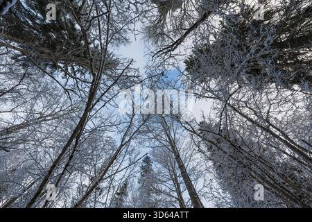 Vue à angle bas regardant vers le haut de la canopée d'arbres couverte de neige dans une forêt d'hiver gelée en Estonie, fond de nature d'Europe du Nord. Banque D'Images