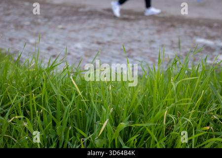 gros plan de brins d'herbe vert éclatants au premier plan, avec un coureur flou en chaussures blanches passant sur un chemin de terre, capturant la nature et les formes Banque D'Images
