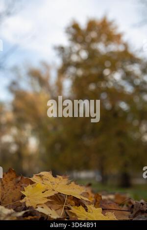 gros plan de feuilles d'érable jaune éclatantes couvrant le sol dans un parc d'automne, avec un arrière-plan doux d'arbres sous un ciel nuageux lumineux Banque D'Images