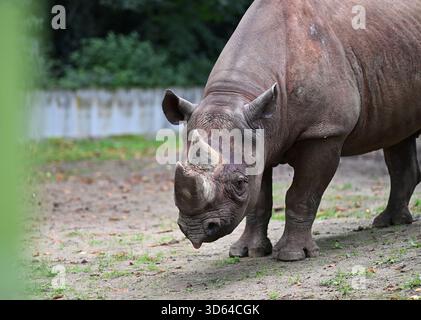 29 septembre 2025, Hesse, Francfort-sur-le-main : un rhinocéros se dresse dans son enclos au zoo. Photo : Michael Brandt/dpa Banque D'Images