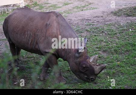 29 septembre 2025, Hesse, Francfort-sur-le-main : un rhinocéros se dresse dans son enclos au zoo. Photo : Michael Brandt/dpa Banque D'Images