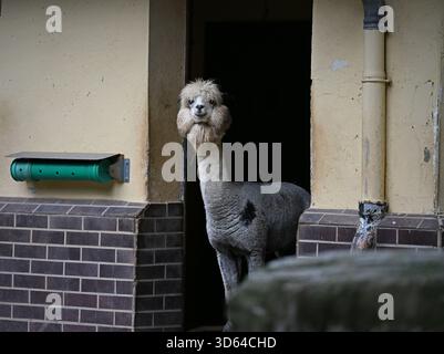 29 septembre 2025, Hesse, Francfort/main : un alpaga regarde hors de l'écurie au zoo. Photo : Michael Brandt/dpa Banque D'Images