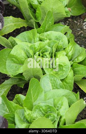 Little Gem de laitue, une petite variété compacte de laitue Cos connue pour sa saveur sucrée, sa texture croustillante et ses feuilles bien tassées. Lactuca sativa Banque D'Images