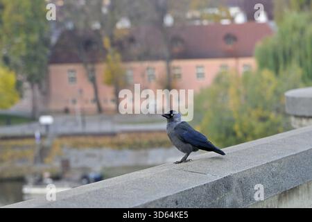 Jackdaw occidentale (Coloeus monedula) à Prague République tchèque Banque D'Images