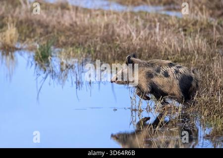 Sanglier sauvage tacheté sauvage (sus scrofa) fuyant, hybride sanglier-cochon traversant les eaux peu profondes d'un étang en milieu humide Banque D'Images