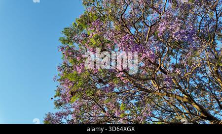 Gros plan de fleurs de jacaranda violettes sur les branches au coucher du soleil sur Figueroa Alcorta Avenue, Buenos Aires. Beauté naturelle sereine au printemps. Banque D'Images