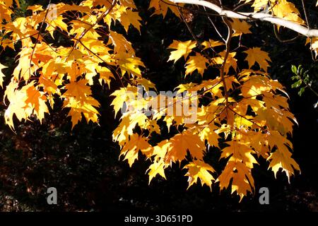 Acer saccharum - érable à sucre. Banque D'Images