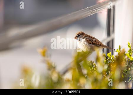 Chamonix Mont Blanc 18112025 - Kleine Spatzen in der Innenstadt von Chamonix Mont Blanc. Chamonix Mont Blanc France FR *** Chamonix Mont Blanc 18112025 petits moineaux dans le centre ville de Chamonix Mont Blanc Chamonix Mont Blanc France FR 181125 ppb-29 Banque D'Images