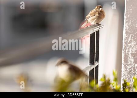Chamonix Mont Blanc 18112025 - Kleine Spatzen in der Innenstadt von Chamonix Mont Blanc. Chamonix Mont Blanc France FR *** Chamonix Mont Blanc 18112025 petits moineaux dans le centre ville de Chamonix Mont Blanc Chamonix Mont Blanc France FR 181125 ppb-32 Banque D'Images
