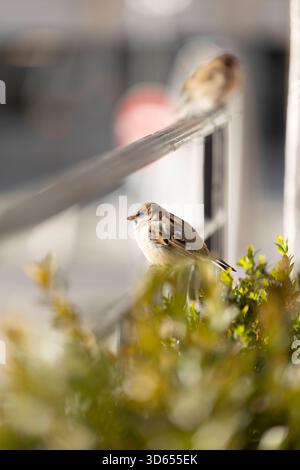 Chamonix Mont Blanc 18112025 - Kleine Spatzen in der Innenstadt von Chamonix Mont Blanc. Chamonix Mont Blanc France FR *** Chamonix Mont Blanc 18112025 petits moineaux dans le centre ville de Chamonix Mont Blanc Chamonix Mont Blanc France FR 181125 ppb-33 Banque D'Images