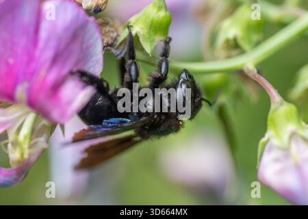 Abelha-Carpinteira Carpenter Bee Xylocopa Violacea Banque D'Images