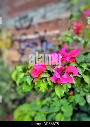 Fleurs de bougainvilliers rose vif en pleine floraison grandissant sur un fond coloré de mur de briques graffinées Banque D'Images