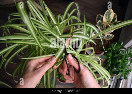 Regardant vers le bas une personne utilisant des ciseaux pour couper les pointes brunes sur les feuilles de la plante d'araignée, montrant l'entretien de la plante d'intérieur et les soins de routine de la plante d'intérieur Banque D'Images