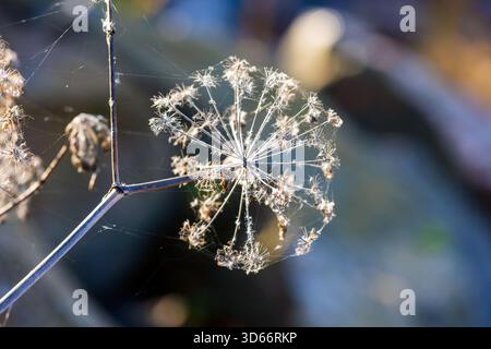 Une photo macro d'une tête de graine d'ombel séchée perchée sur une branche mince, accentuée par de délicates toiles d'araignée. Bokeh doux et couleurs calmes créent un naturel, au Banque D'Images