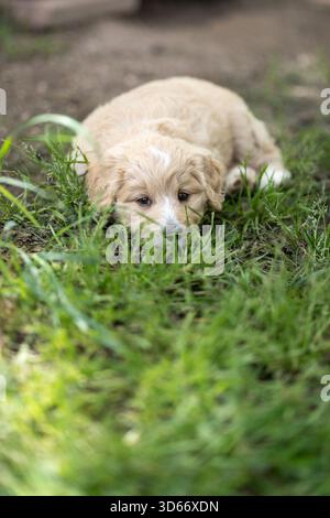 Belle croix de caniche blonde chiot couché sur l'herbe Banque D'Images