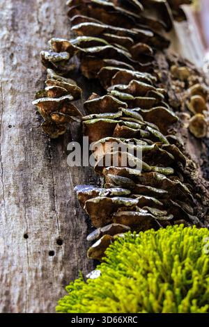Un gros plan détaillé se concentre sur un tronc d'arbre altéré par les intempéries. Le tronc est recouvert d'une croissance dense de champignons de support, affichant une couche, semblable à une étagère Banque D'Images