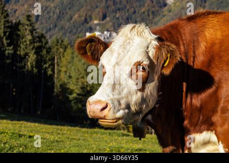 Une photographie en gros plan capture le visage d’une vache brune et blanche, son regard dirigé vers le spectateur. La vache a une étiquette jaune et une petite cloche Banque D'Images