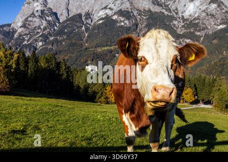 Gros plan d'une vache frisonne Holstein brune et blanche debout dans un champ herbeux. La vache est face à la caméra avec une expressio légèrement humoristique Banque D'Images