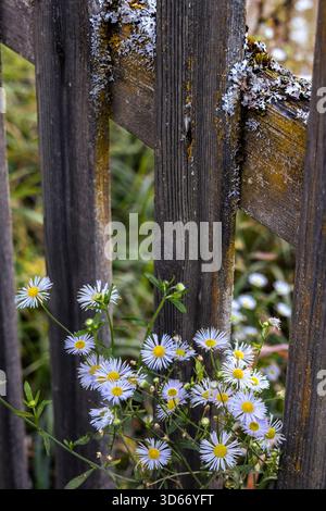 Une photo en gros plan capture une clôture en bois altérée ornée de fleurs sauvages vibrantes. Les poteaux de clôture sont brun foncé et montrent des signes d'âge et de wea Banque D'Images