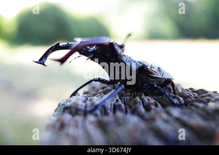 Coléoptère cerf européen (Lucanus cervus) sur une souche d'arbre texturée et altérée. Ses grandes mandibules distinctives sont proéminentes, un trait caractéristique de M. Banque D'Images