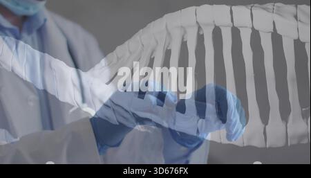 Alignement de l'hélice d'ADN, chercheur masculin en blouse de laboratoire blanche, masque chirurgical, gants bleus en nitrile en laboratoire Banque D'Images