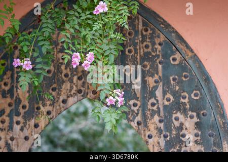 Vigne en trompette rose drapée sur une porte en bois voûtée dans une cour marocaine. Rose Podranea ricasoliana fleurit suspendu au-dessus d'une porte. Banque D'Images