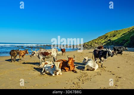 Troupeau de bovins sur la plage de sable de Mkozi, Wild Coast Trail, Wild Coast, Eastern Cape, Afrique du Sud Banque D'Images