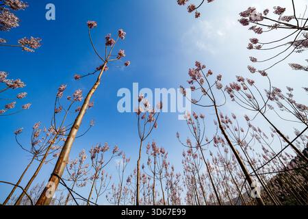 Un plan large et à angle bas de plusieurs arbres de Paulownia en pleine floraison, leurs fleurs rose clair et lavande se détachant contre un clair et éclatant Br Banque D'Images