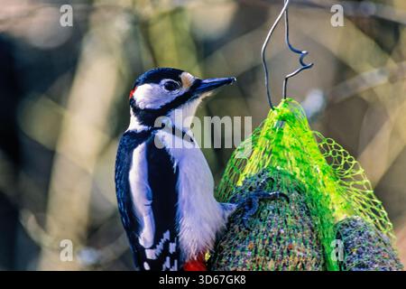 Gros plan sur un grand pic tacheté sur une mangeoire à oiseaux Banque D'Images