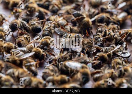 Beaucoup d'abeilles mortes dans la ruche, gros plan. Collapsus des colonies. Famine, exposition aux pesticides, ravageurs et maladies Banque D'Images