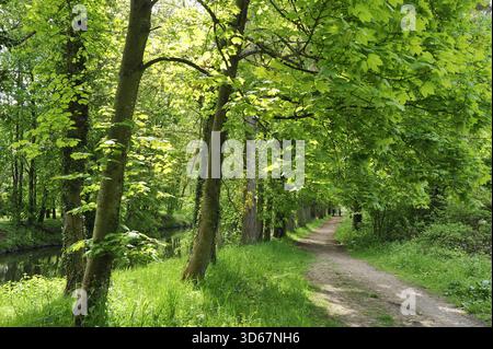 Sentier sur les rives de l'Eure,Maintenon,Eure-et-Loir département,région Centre,France,Europe Banque D'Images