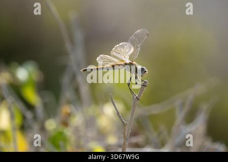 Libellule dard à veines rouges ou nomade (Sympetrum fonscolombii), Égypte Banque D'Images