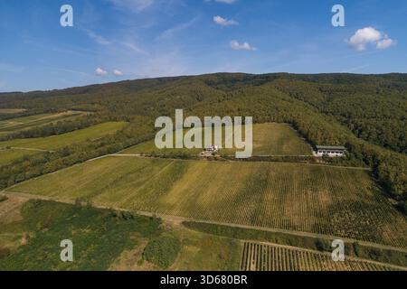 Vue aérienne des vignobles dorés s'étendent sous un vaste ciel bleu, bordé par des forêts verdoyantes et un petit bâtiment, Kutjevo, comté de Požega-Slavonia, C. Banque D'Images