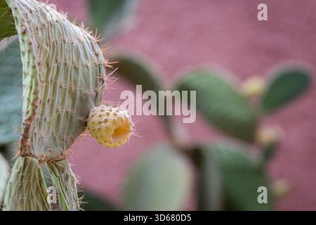 Un gros plan de fruits de la poire épineuse (Opuntia) sur une pagaie de cactus épineux sur fond flou. Espèce colorée de cactus de barbarie. Banque D'Images