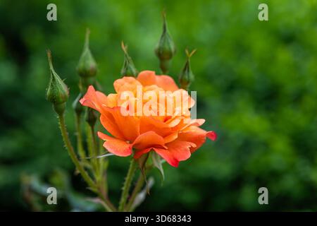 Gros plan d'une fleur de rose, fleur de rose d'abricot Banque D'Images