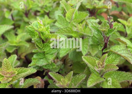 Mentha 'Blackcurrant' plante de menthe aromatique, feuilles vertes distinctives rincées de violet en été. Juin. ROYAUME-UNI Banque D'Images