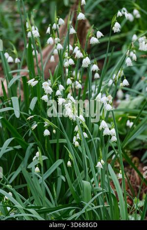 Leucojum aestivum Gravetye Giant, flocon de neige géant, flocon de neige d'été Gravetye Giant, grandes fleurs blanches en forme de cloche avec des pointes vertes Banque D'Images