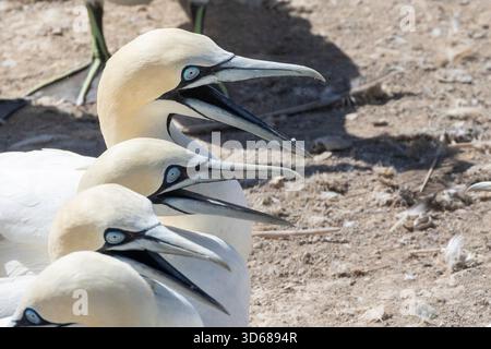Cape Gannets (Morus capensis) vocalisant à la colonie de reproduction Bird Island, Lamberts Bay, West Coast, Afrique du Sud, globalement menacé Banque D'Images