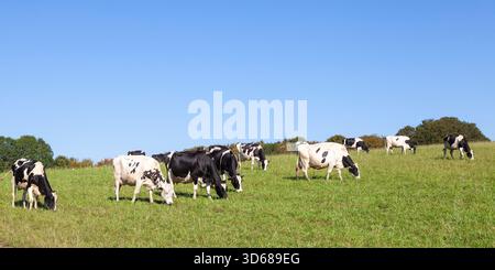 Panorama d'un troupeau de vaches laitières Holstein noires et blanches qui paissent dans un champ au soleil d'été avec des mamelles pleines dans un concept de production laitière Banque D'Images
