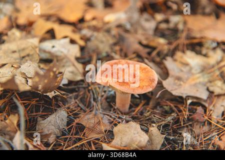 Cueillette des champignons dans la forêt. Mise au point sélective. nature. Banque D'Images