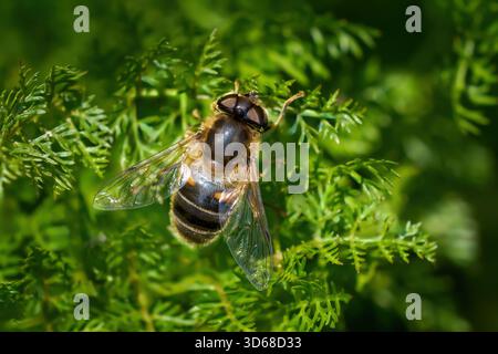 Drone Fly conique (Eristalis pertinax) femelle d'en haut sur une plante verte Banque D'Images