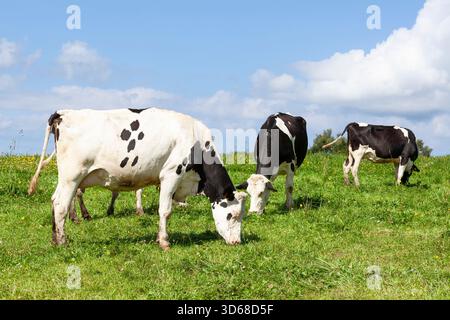 Trois vaches laitières Holstein Friesian noires et blanches contenues paissant dans un pâturage verdoyant au printemps, sur l'horizon contre un ciel bleu parsemé de nuages blancs Banque D'Images