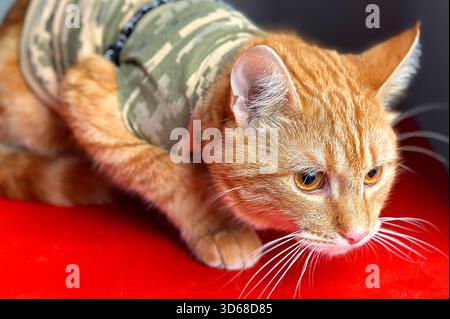 Gros plan de chat au gingembre. Chat domestique concentré et expression curieuse. Chat rouge en vêtements militaires Banque D'Images