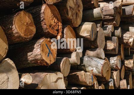 Bûches de bois empilées marquées avec de la peinture dans une forêt Banque D'Images