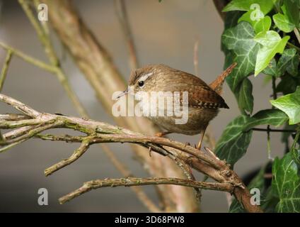 Eurasian Wren, troglodytes troglodytes, perché sur une branche. Norfolk, Angleterre. Banque D'Images