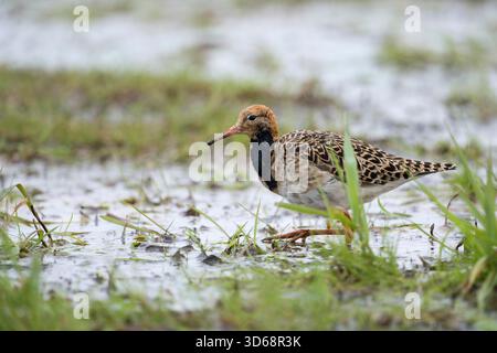 Ruff / Kampflaeufer ( Philomachus pugnax ), reposant sur des prairies inondées pendant la migration printanière, à la recherche de nourriture, de la faune, de l'Europe. Banque D'Images